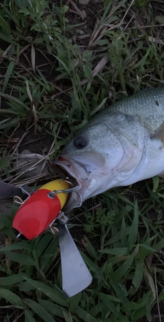 ラージマウスバスの釣果