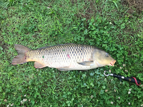 コイの釣果