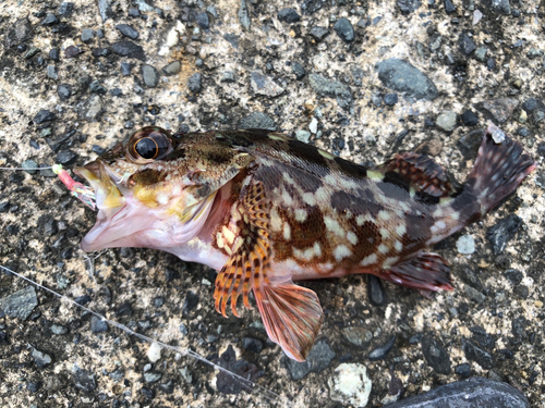 カサゴの釣果