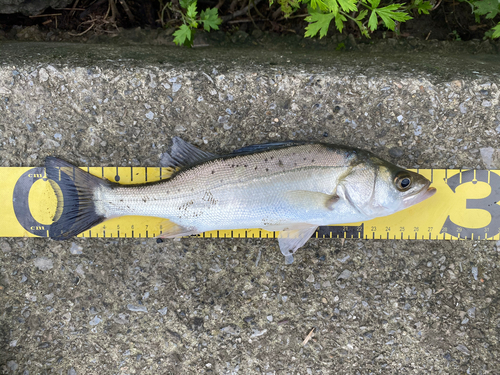 セイゴ（マルスズキ）の釣果