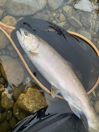 サクラマスの釣果