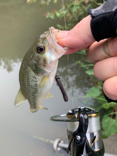 ブラックバスの釣果