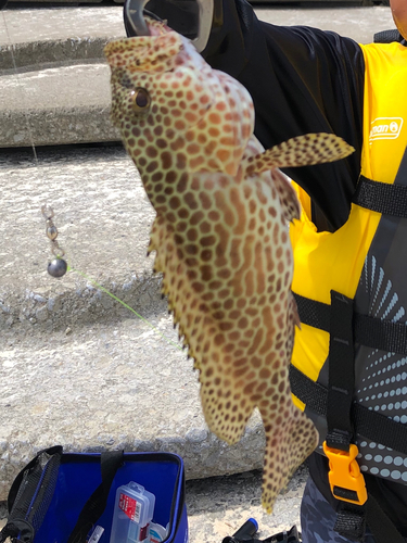 カンモンハタの釣果