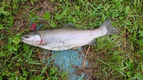 ニジマスの釣果