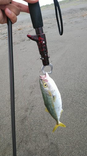 ワカシの釣果