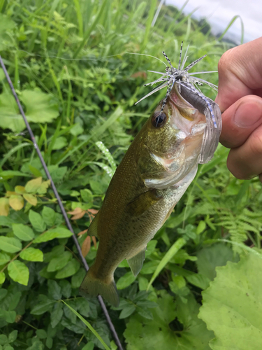 ラージマウスバスの釣果