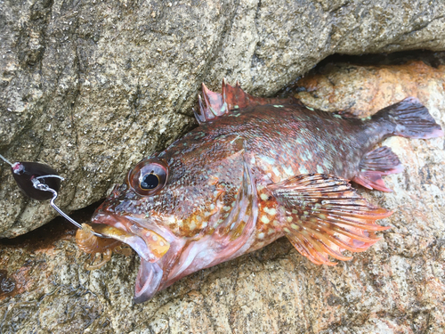 カサゴの釣果