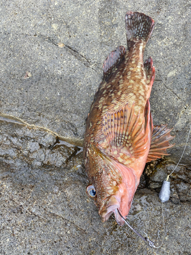 カサゴの釣果