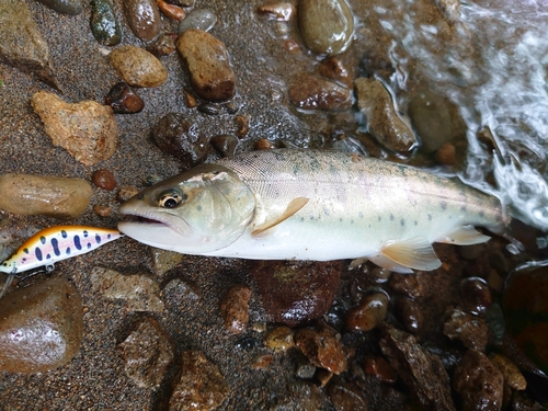 ヤマメの釣果