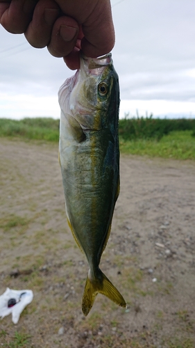 イナダの釣果