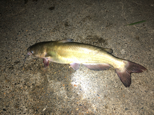 アメリカナマズの釣果