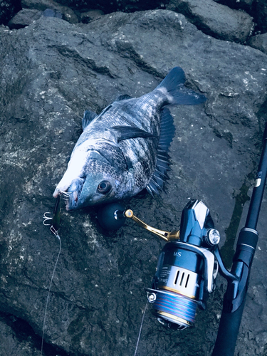 チヌの釣果