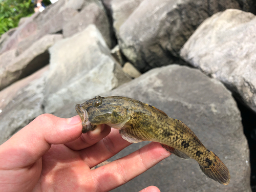 ウロハゼの釣果