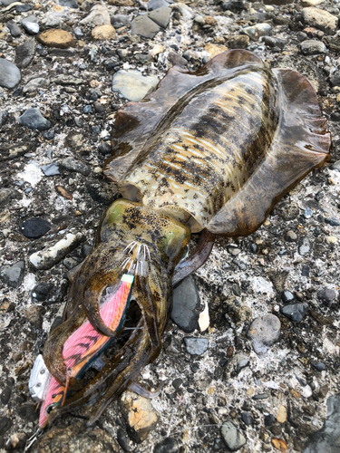 アオリイカの釣果