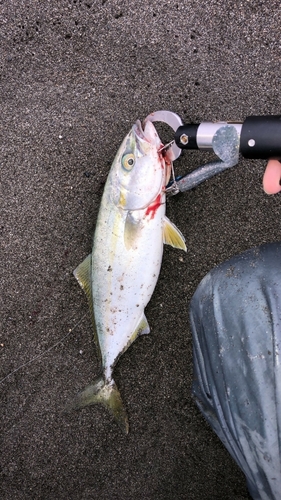 ワカシの釣果