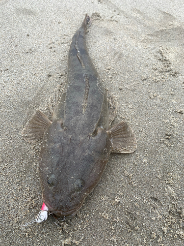 マゴチの釣果