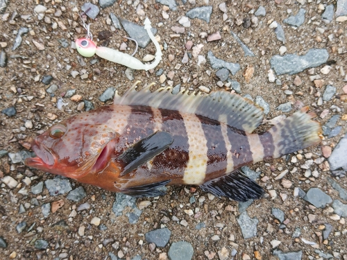 アオハタの釣果