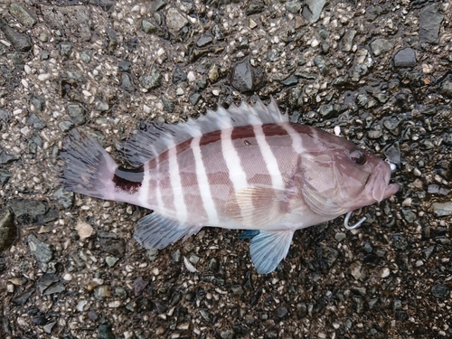 マハタの釣果