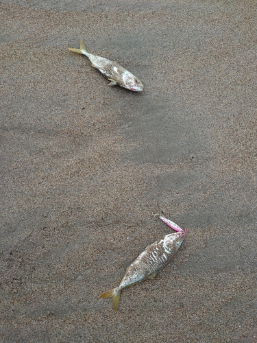 ツバスの釣果