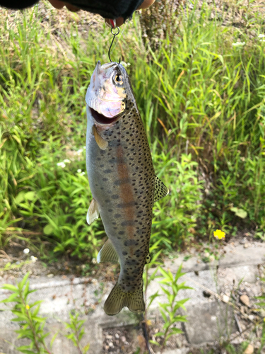 ニジマスの釣果