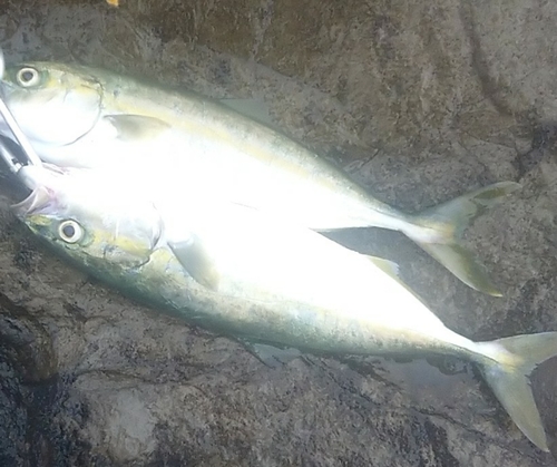 ワカシの釣果