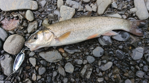 ウグイの釣果