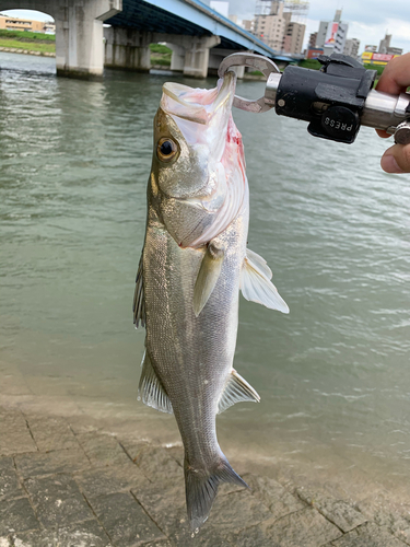 セイゴ（マルスズキ）の釣果