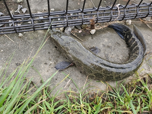 ライギョの釣果