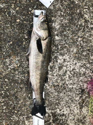 スズキの釣果