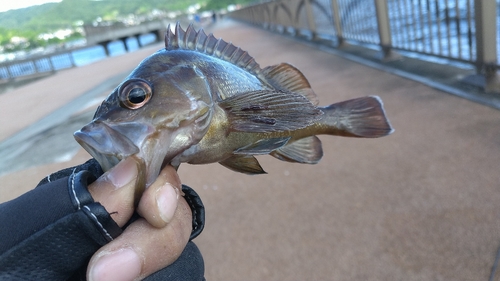 ガヤの釣果