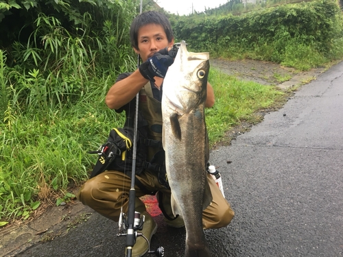 スズキの釣果