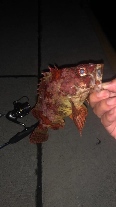 ヨロイメバルの釣果
