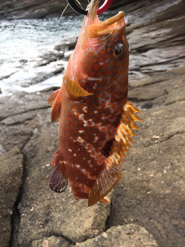 アコウの釣果