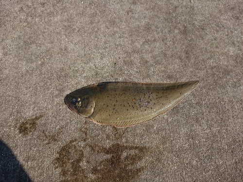 シタビラメの釣果