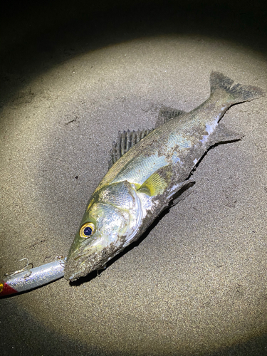 フッコ（タイリクスズキ）の釣果