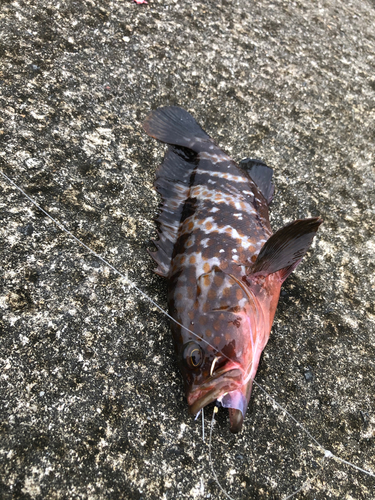 ハタの釣果