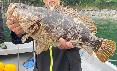 ベッコウゾイの釣果