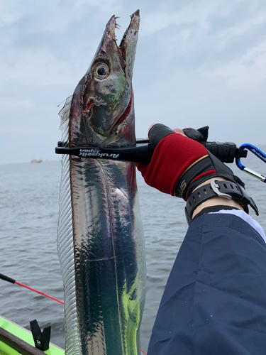 タチウオの釣果