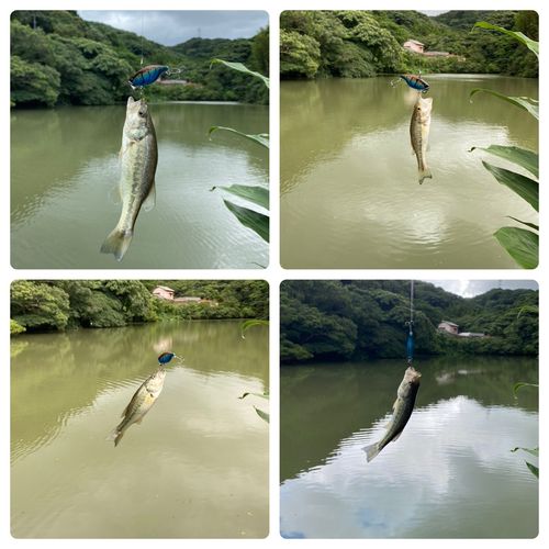 ブラックバスの釣果