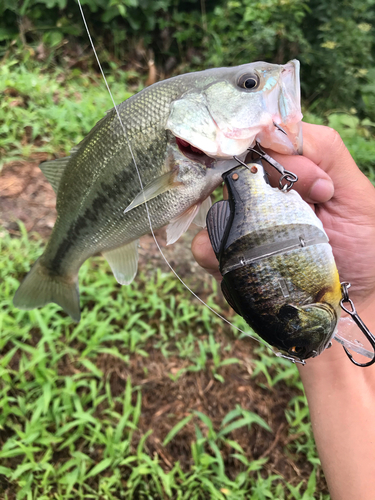 ブラックバスの釣果