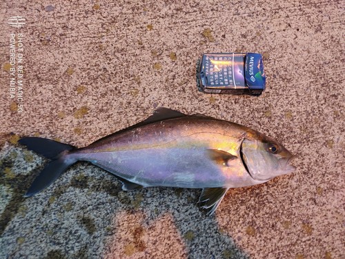 ショゴの釣果