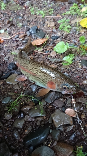 ニジマスの釣果