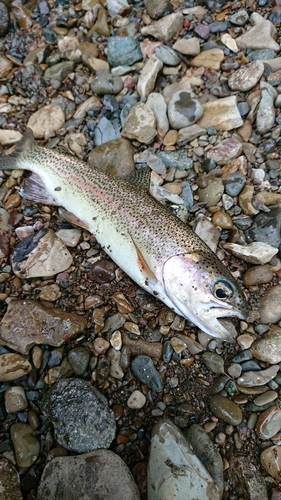 ニジマスの釣果