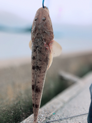 マゴチの釣果