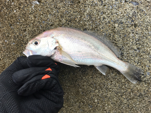 イシモチの釣果