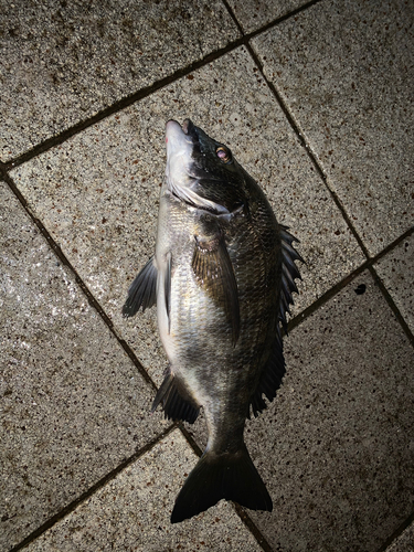 チヌの釣果