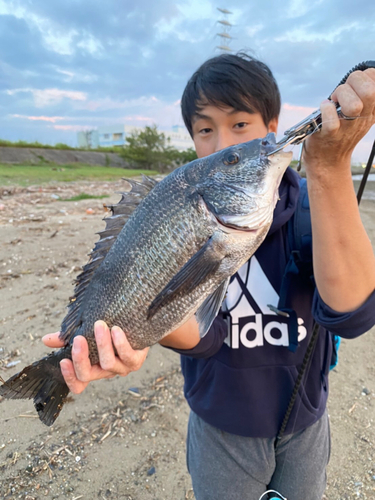 チヌの釣果