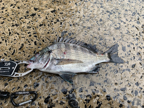 クロダイの釣果