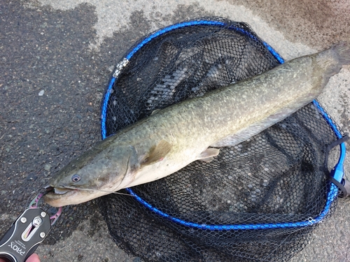 ナマズの釣果