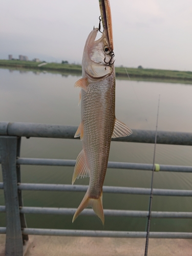 ハスの釣果